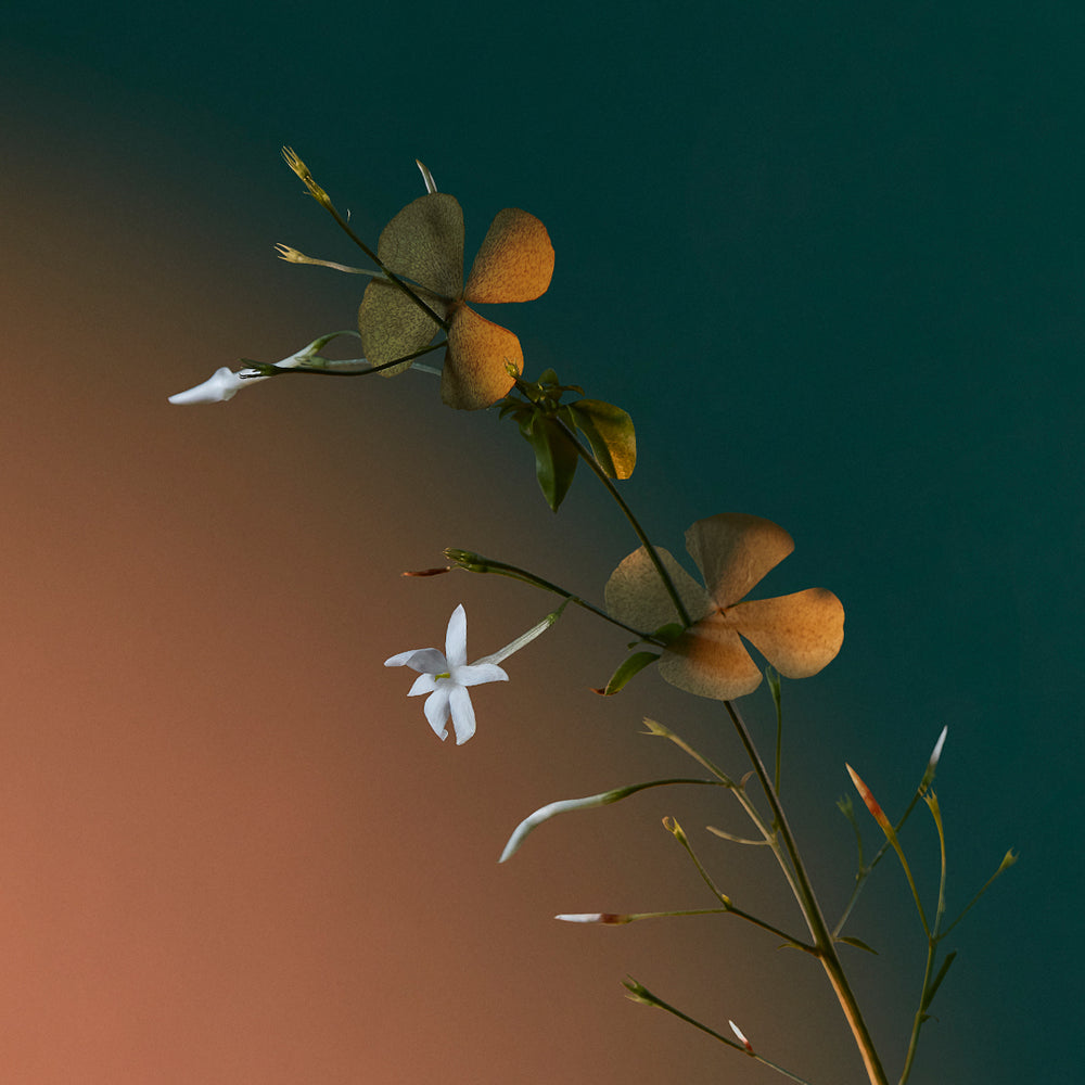 公式】ア キス オブ ブリス オードパルファム｜ペンハリガン｜香水