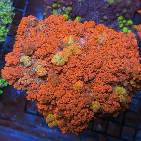 All Coral – Page 2 – Lazy's Coral House