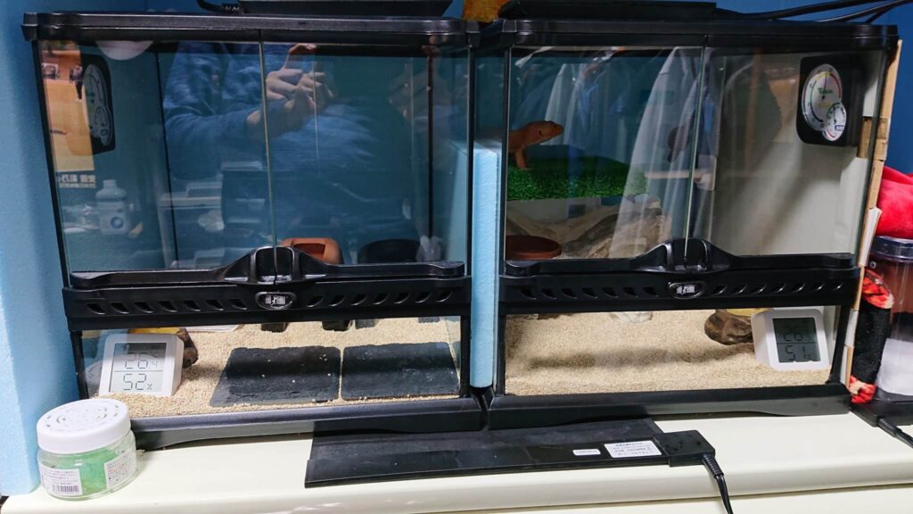 レオパ飼育】GEX エキゾテラ『グラステラリウム3030』レビュー