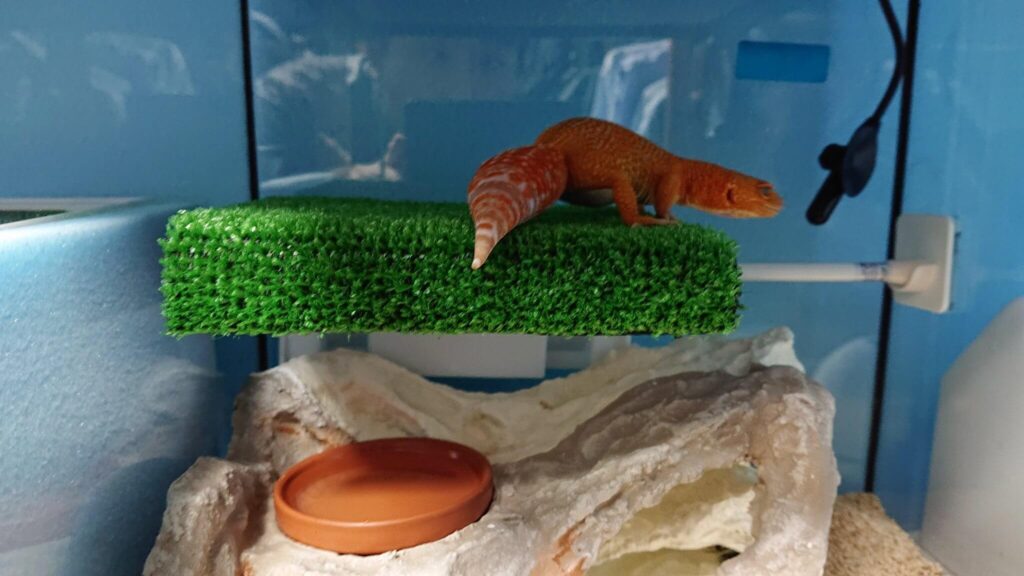 レオパ飼育】GEX エキゾテラ『グラステラリウム3030』レビュー