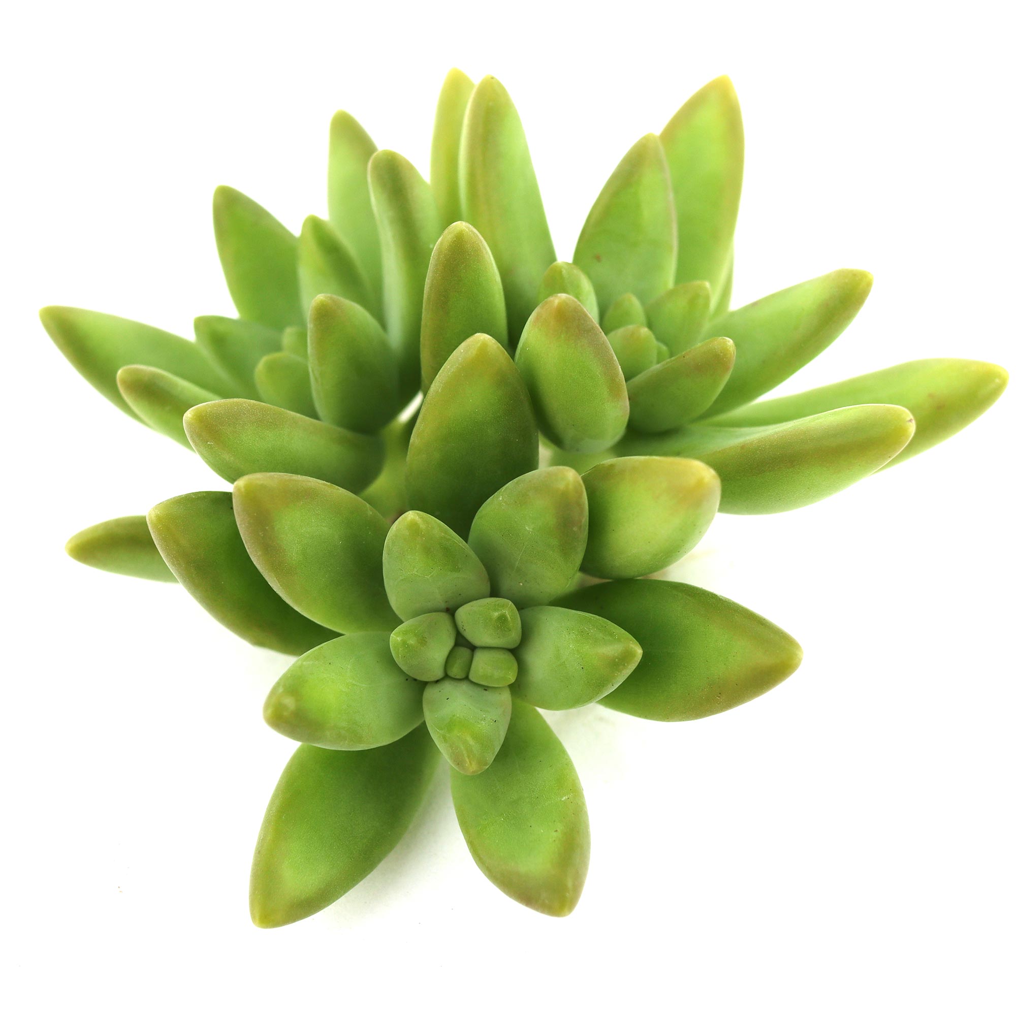 Pachysedum 'Frank Venz' | Leaf & Clay®