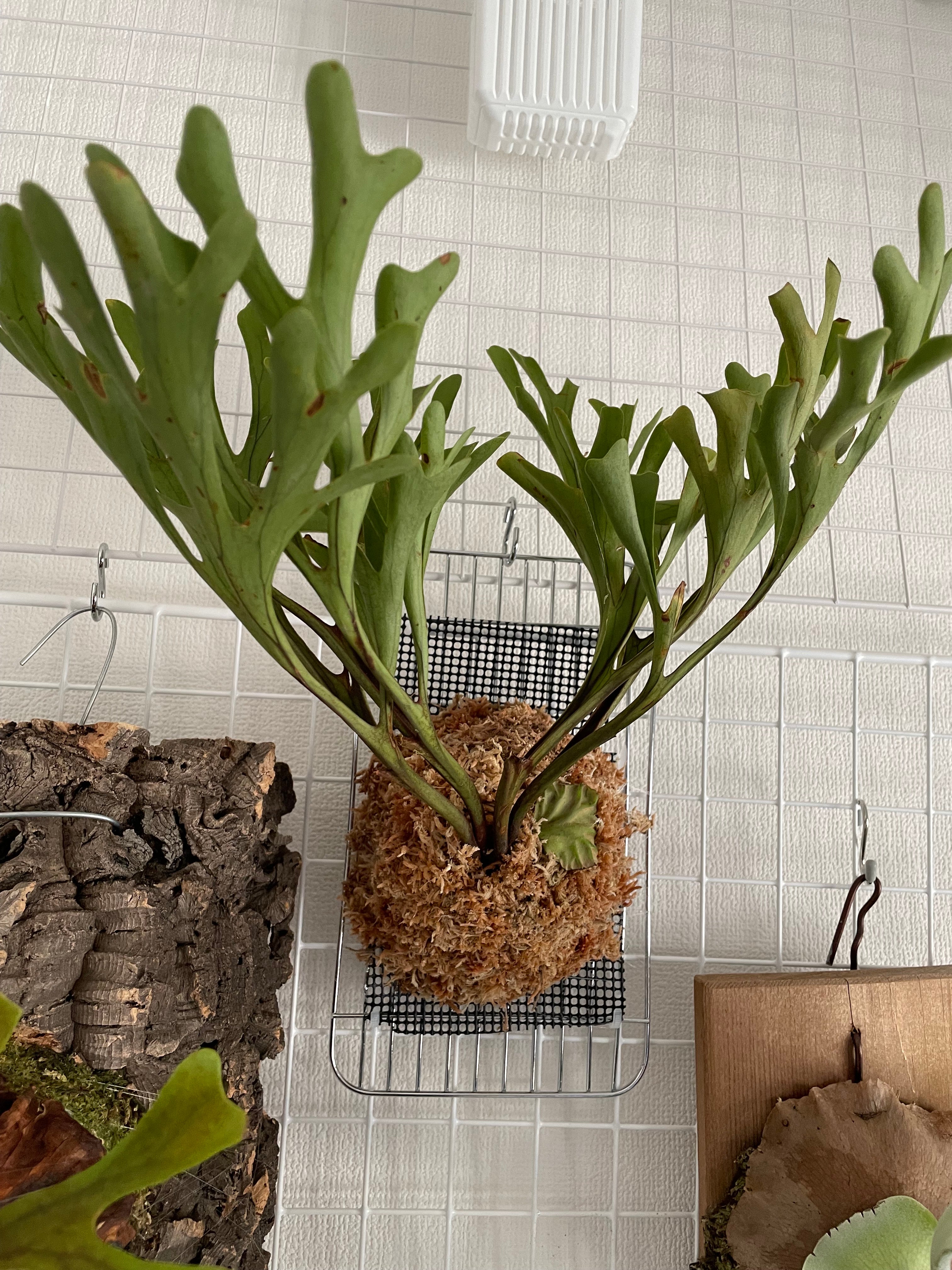 通販】ビカクシダ・リドレイ 板付け 希少インポート 観葉植物