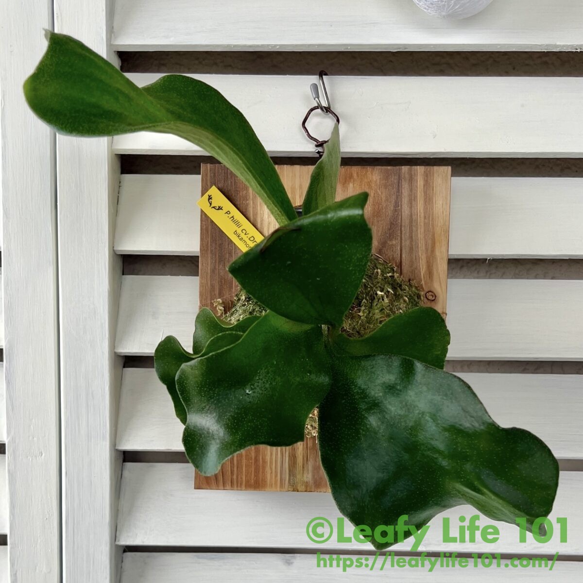 ビカクシダ・ヒリー・ドラゴン Platycerium hillii cv.Dragon 成長記録