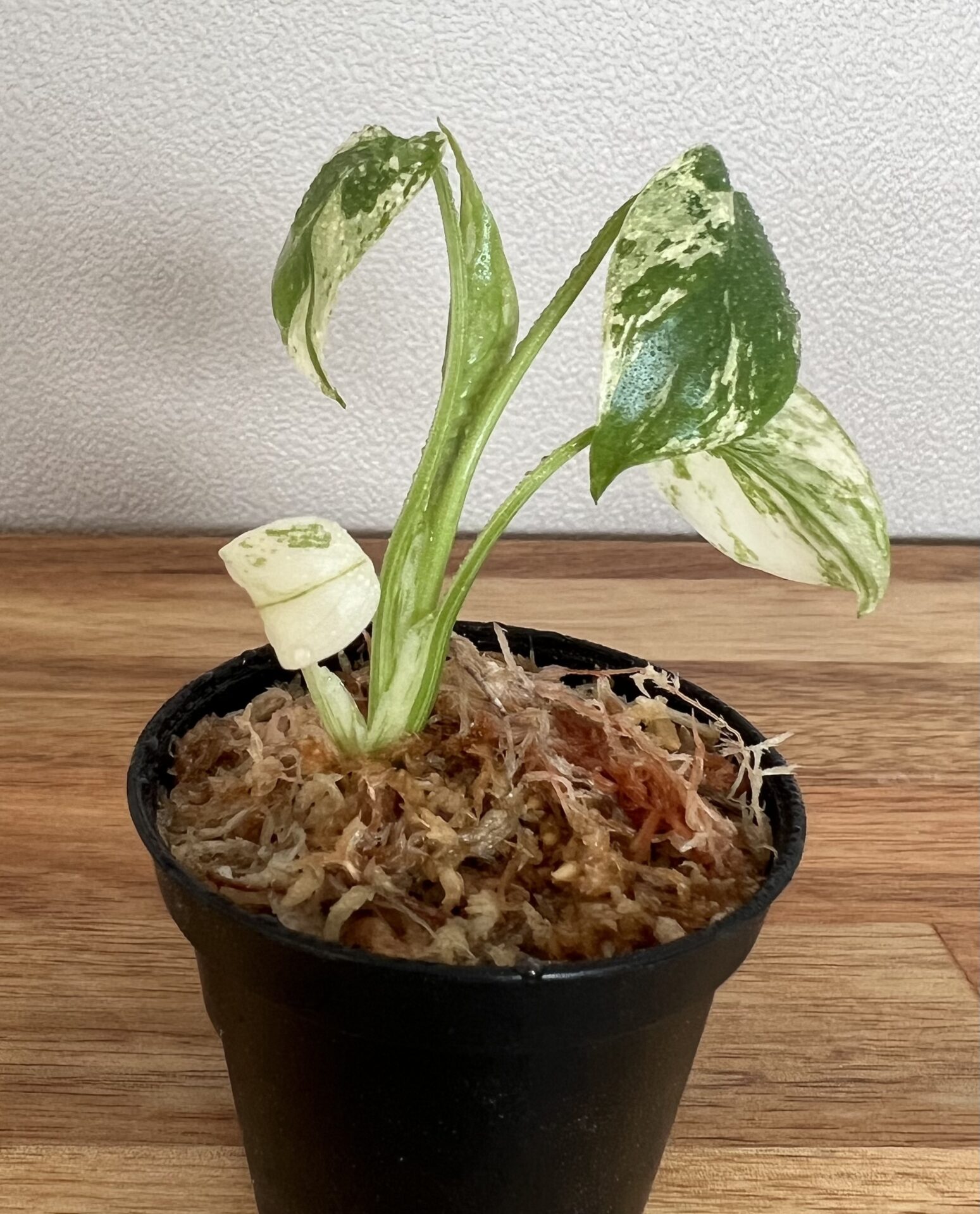 モンステラ斑入り デリシオーサ実生苗 10鉢セット モンステラ 斑入り