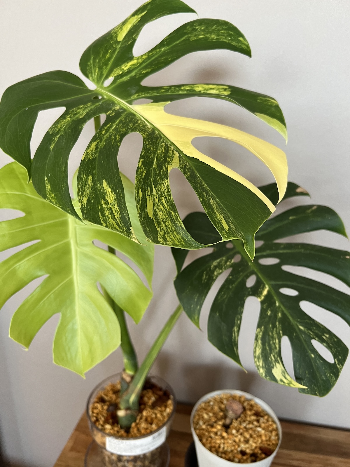 超希少】モンステラ デリシオーサ イエローマリリン 大株トップカット