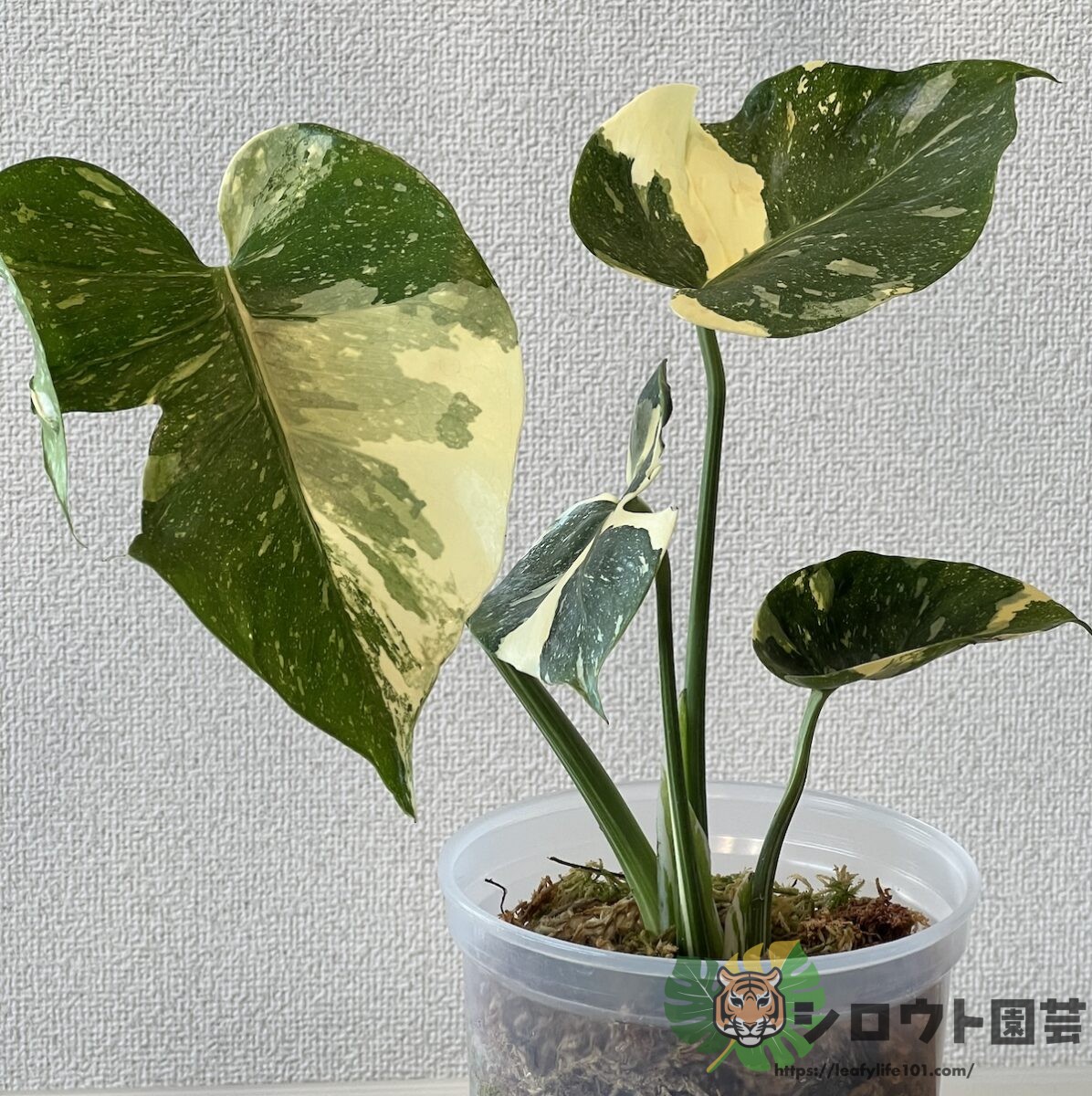 モンステラ・デリシオーサ 'タイコンステレーション メデューサ' 成長