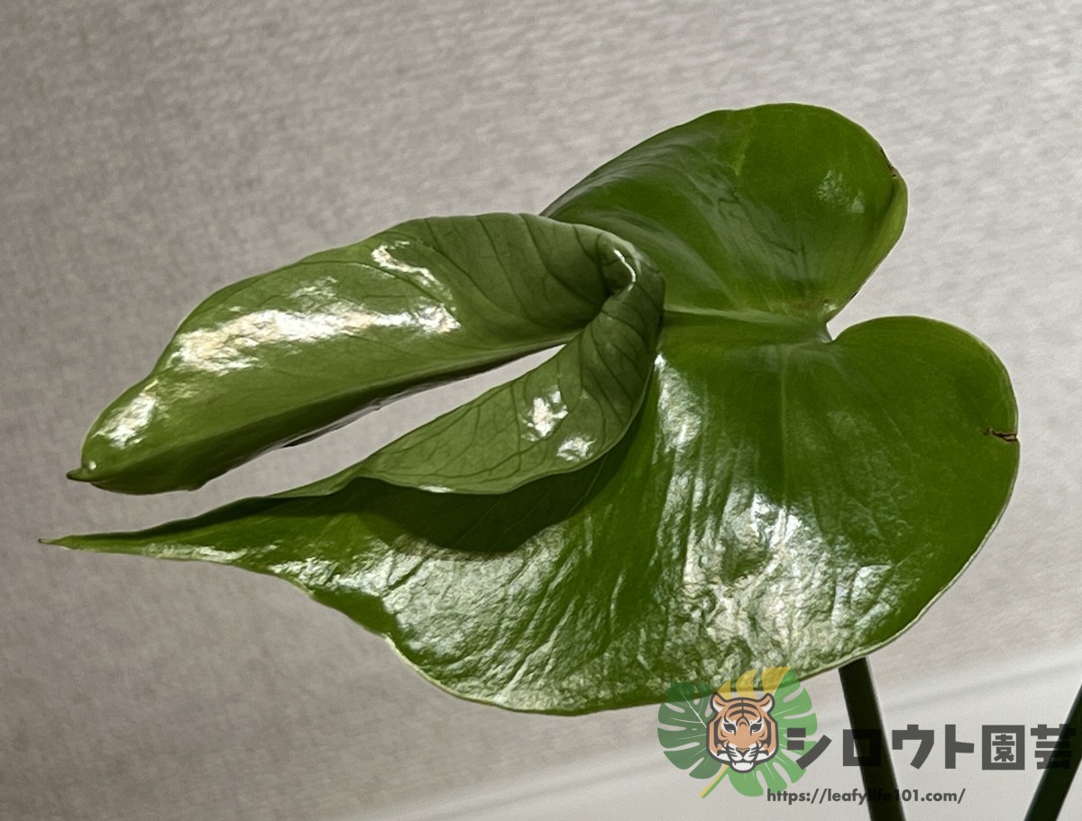 モンステラ・デリシオーサ '変異株 ミューテーション×2' 成長記録