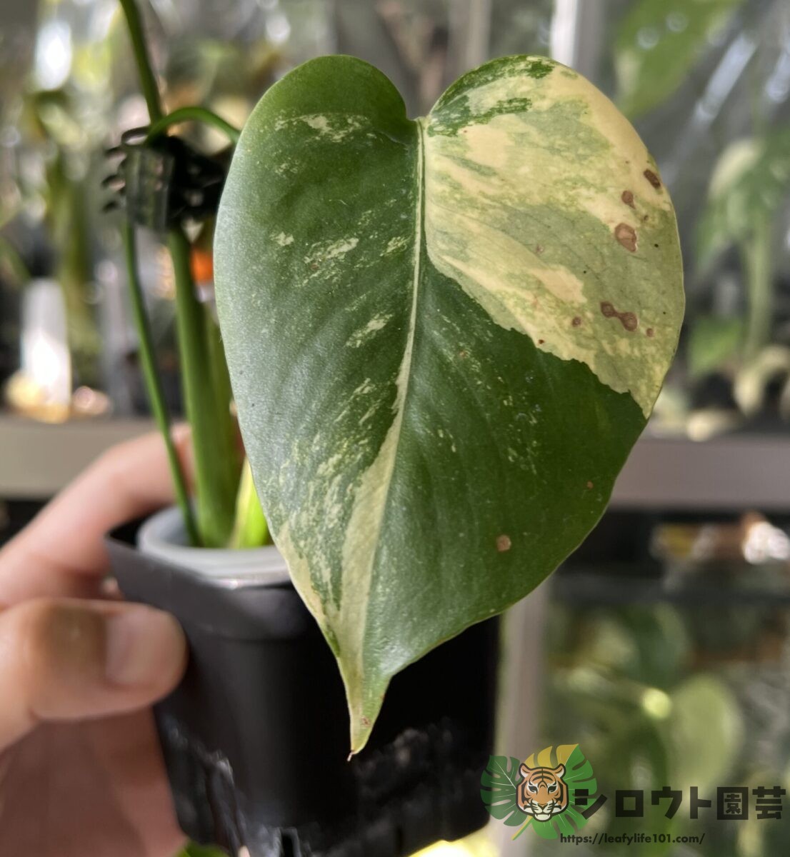 モンステラ・デリシオーサ 'ポンポン' 成長記録・育て方 | シロウト園芸