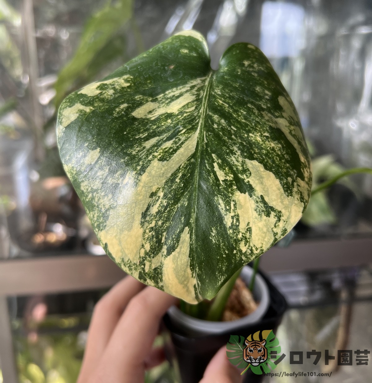 モンステラ・デリシオーサ 'ポンポン' 成長記録・育て方 | シロウト園芸
