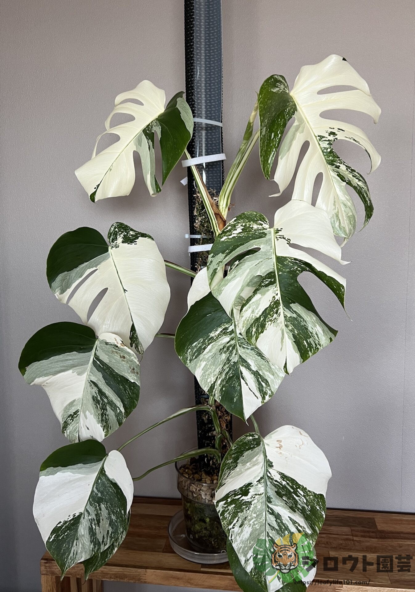 2026年版】モンステラの種類(斑入り含む)、65種類の画像と解説入り図鑑