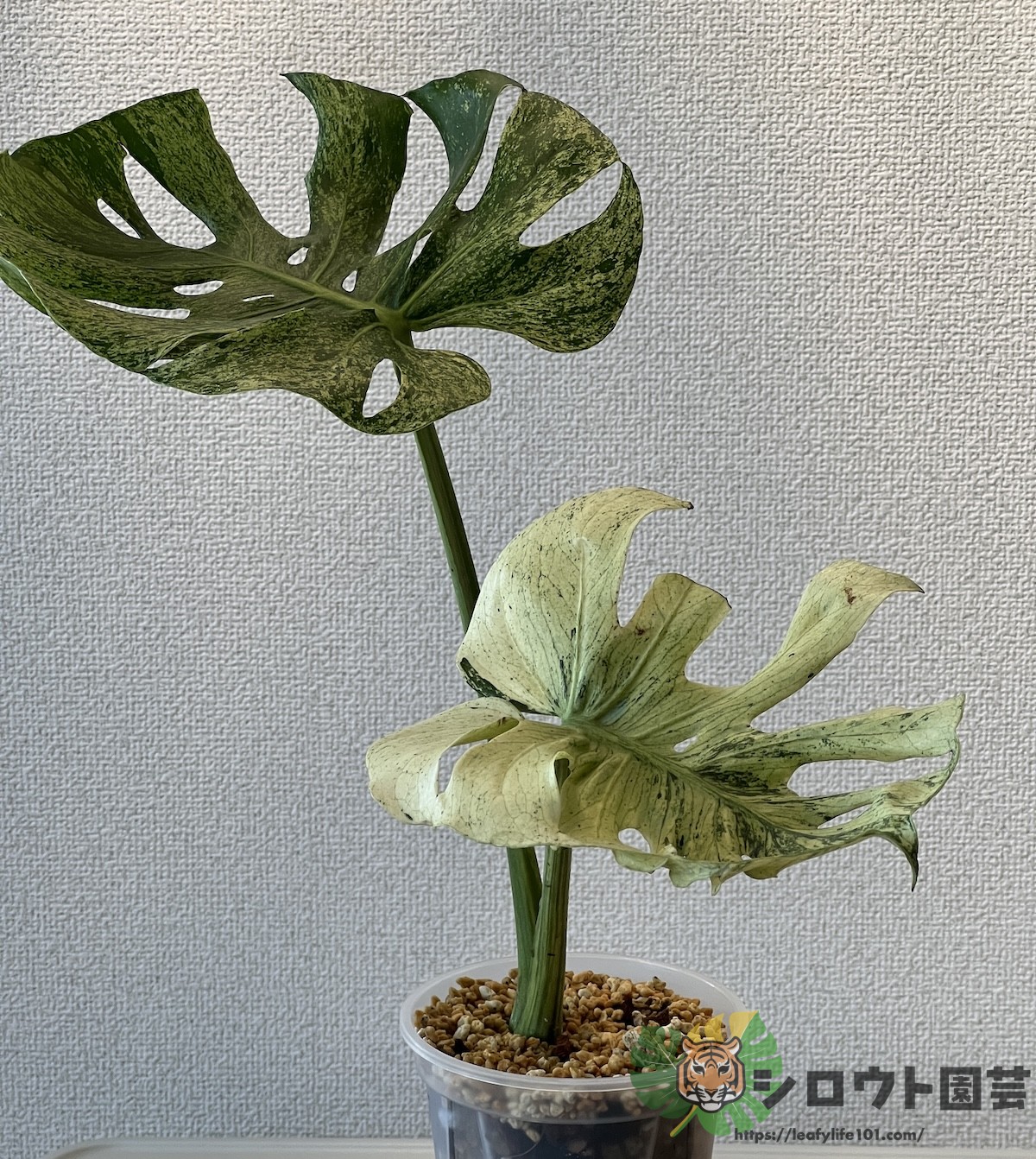 K*様 37モンステラ ボルギシアナ x デリシオーサ ミント 美斑入り健康