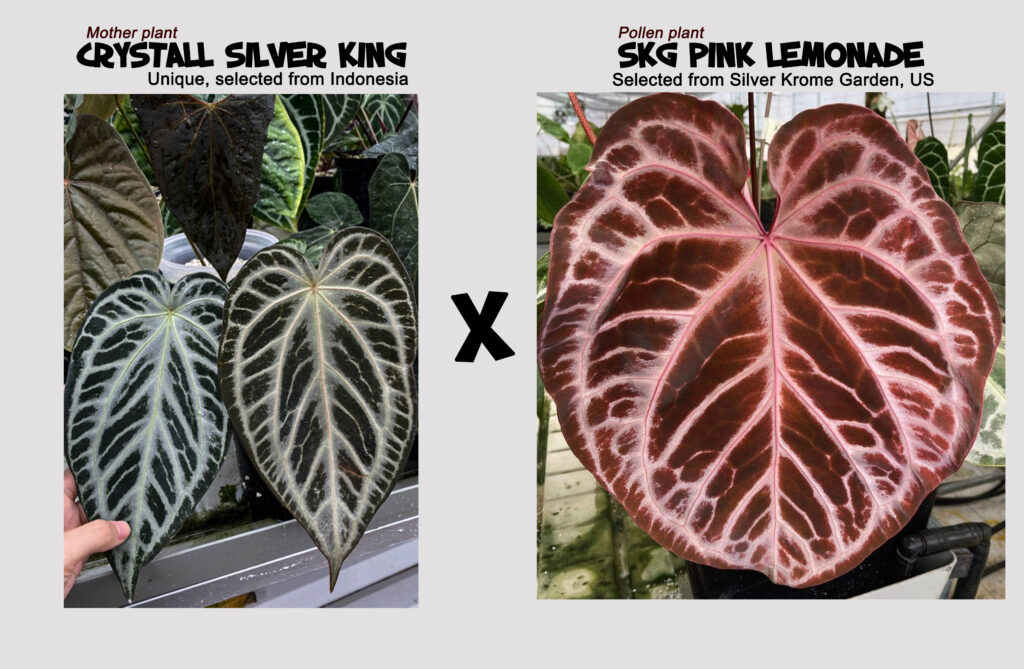 Silver king x SKG Pink Lemonade - Midnight Garden