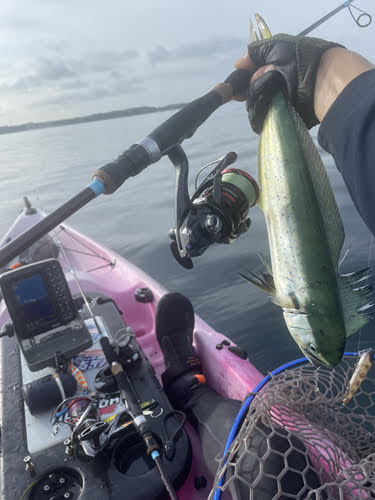 Bifarr BIFS-66L MultiEffector（マルチエフェクター） | bifarr（バイ