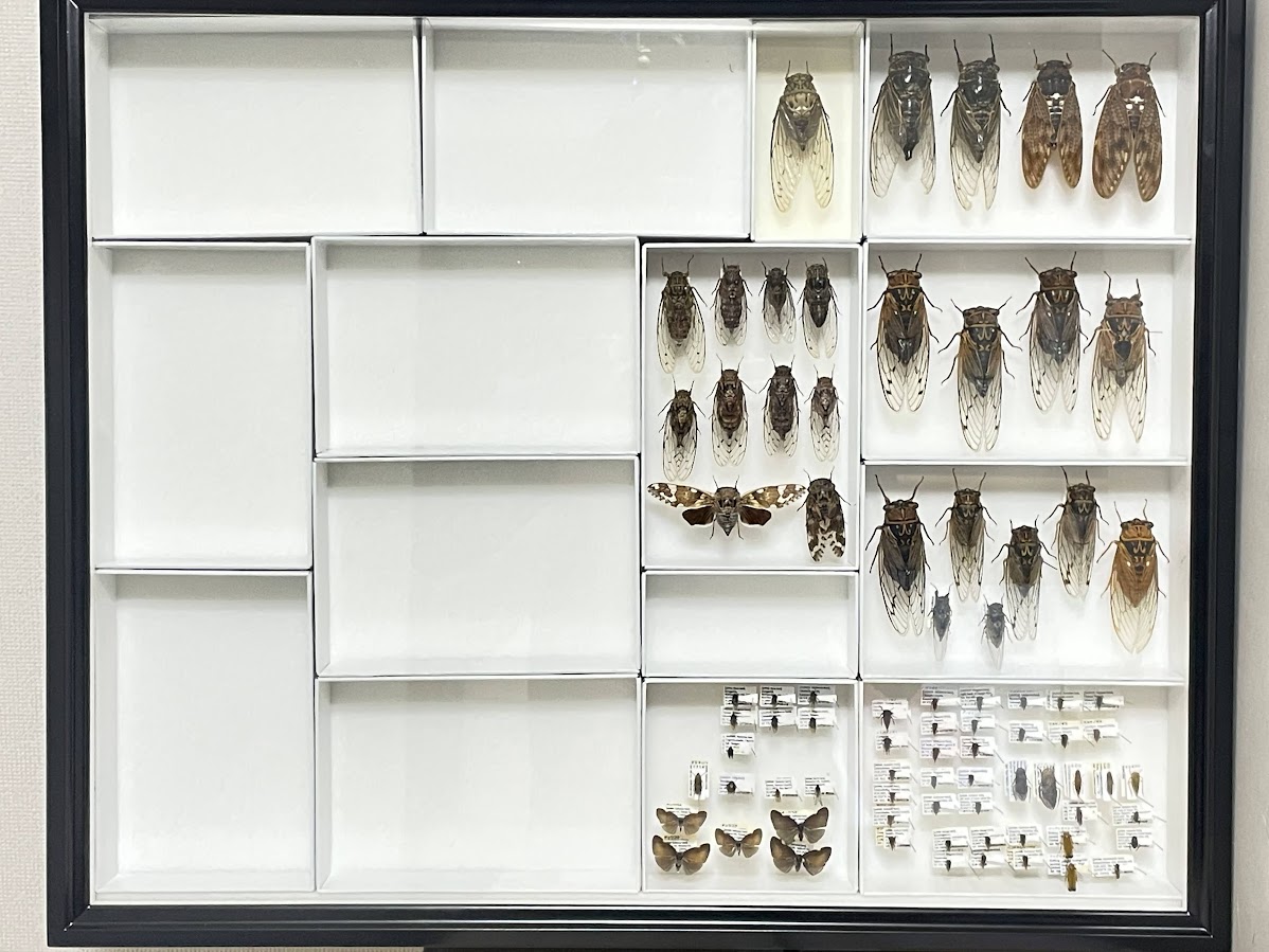 昆虫標本】現在持っている標本箱を全て紹介します(2012～2023) - 標本関係
