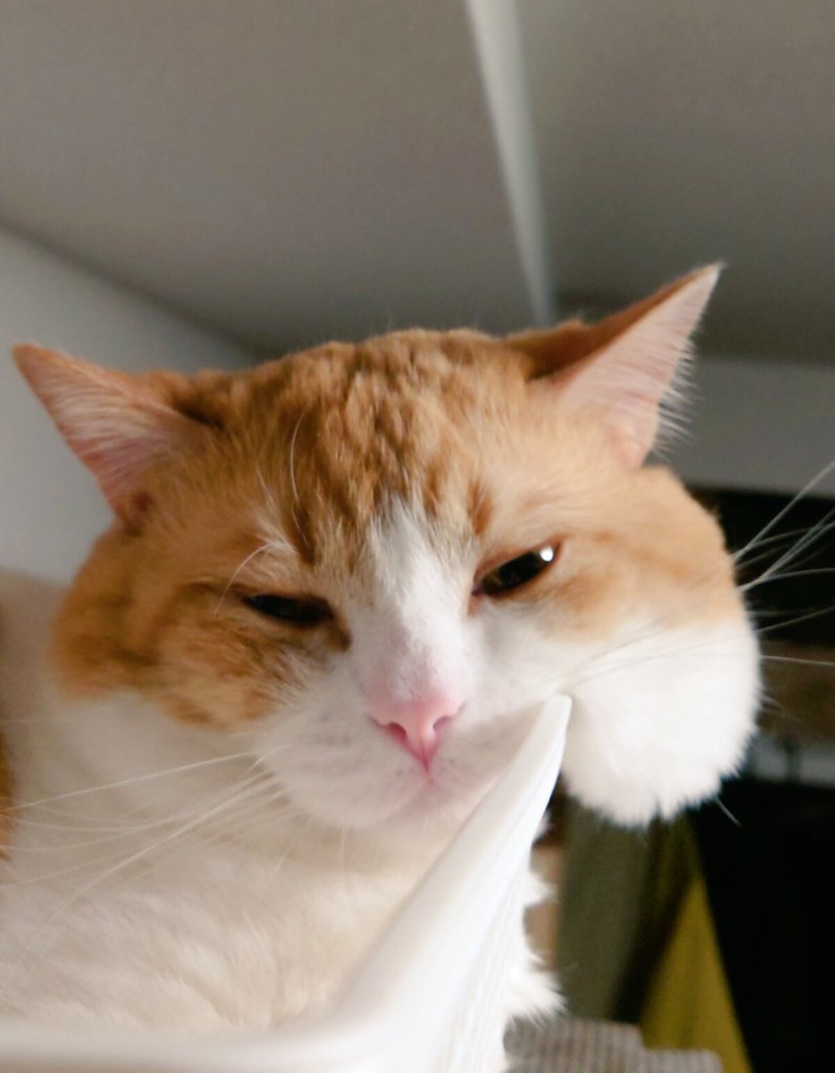 ハムスター…！？」猫が引っ掛けたほっぺ 横から見た至高の光景に23万件