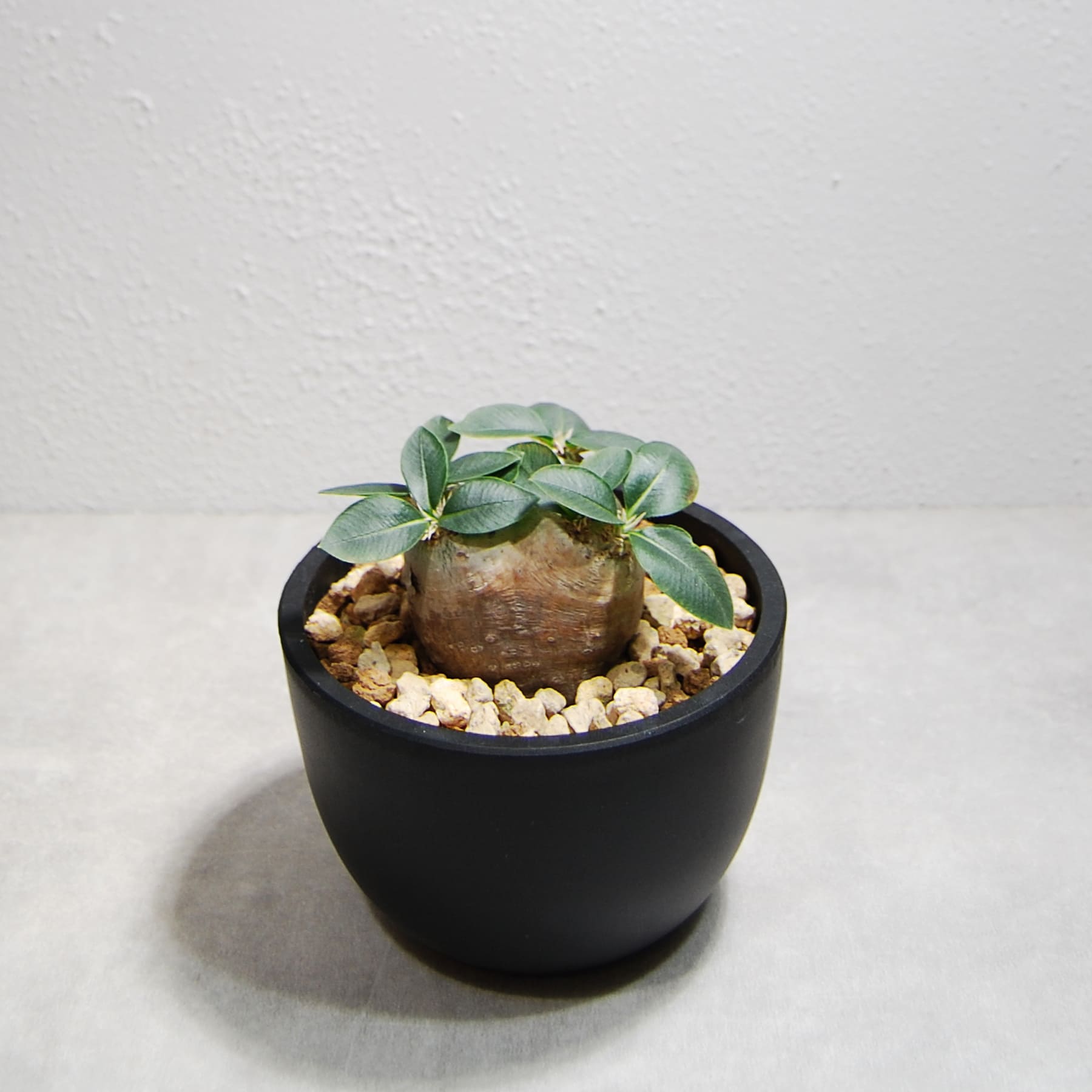 パキポディウム・ブレビカウレ（恵比寿笑い）OS18 – linkplants