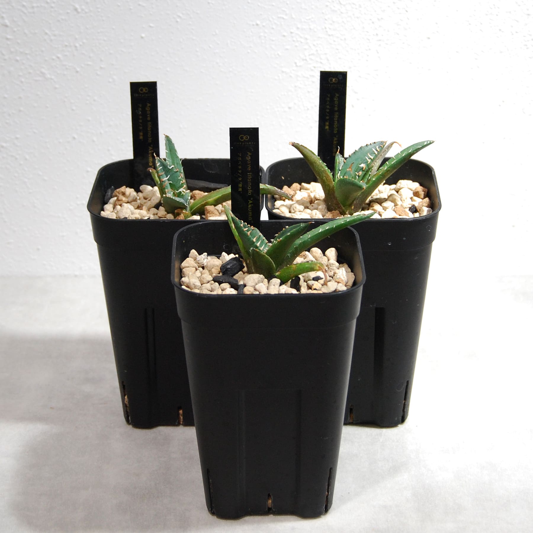 アガベ チタノタ 悪魔（スーパーチタノタ）061 – linkplants -リンク