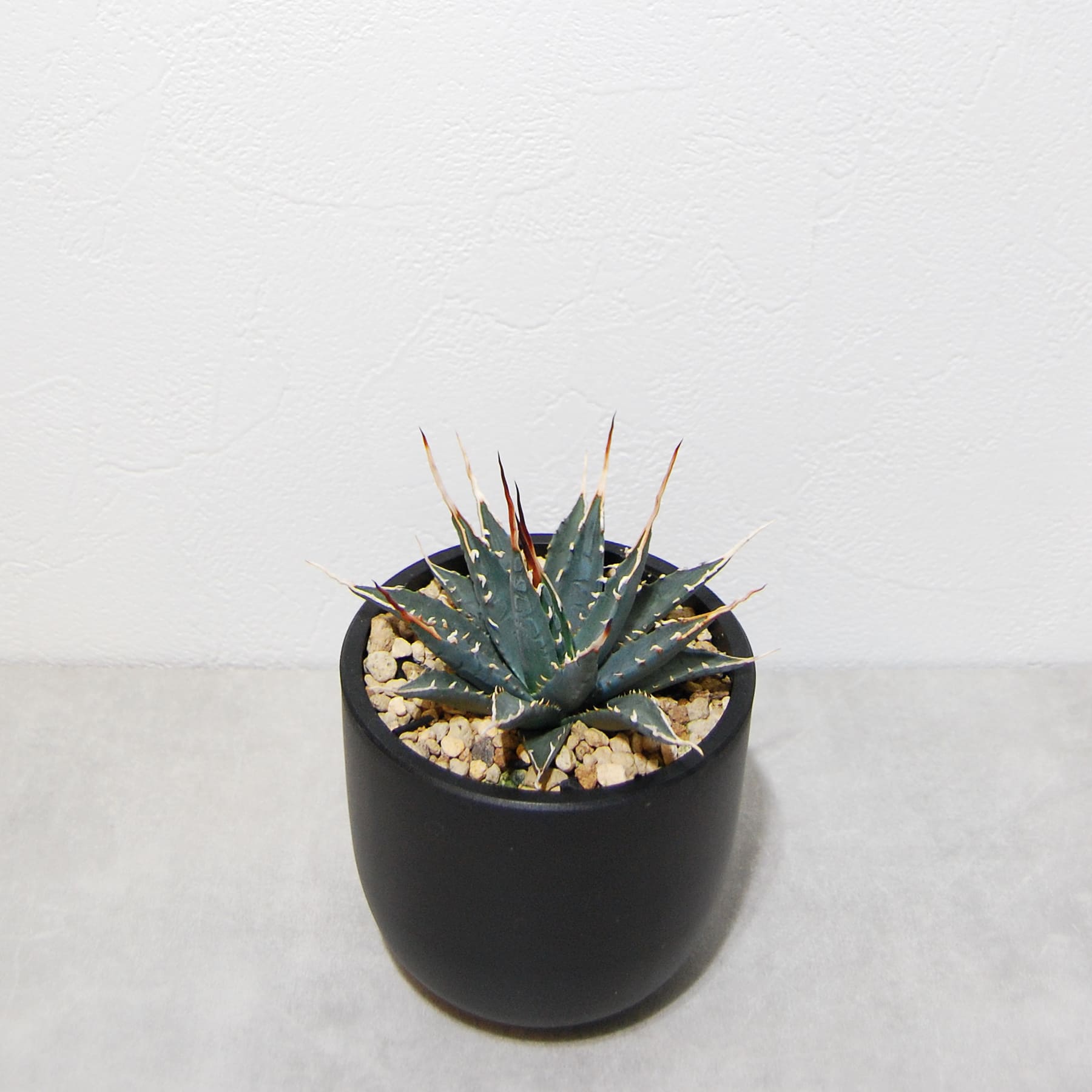 アガベ ユタエンシス エボリスピナ 実生 陽炎選抜 015 – linkplants