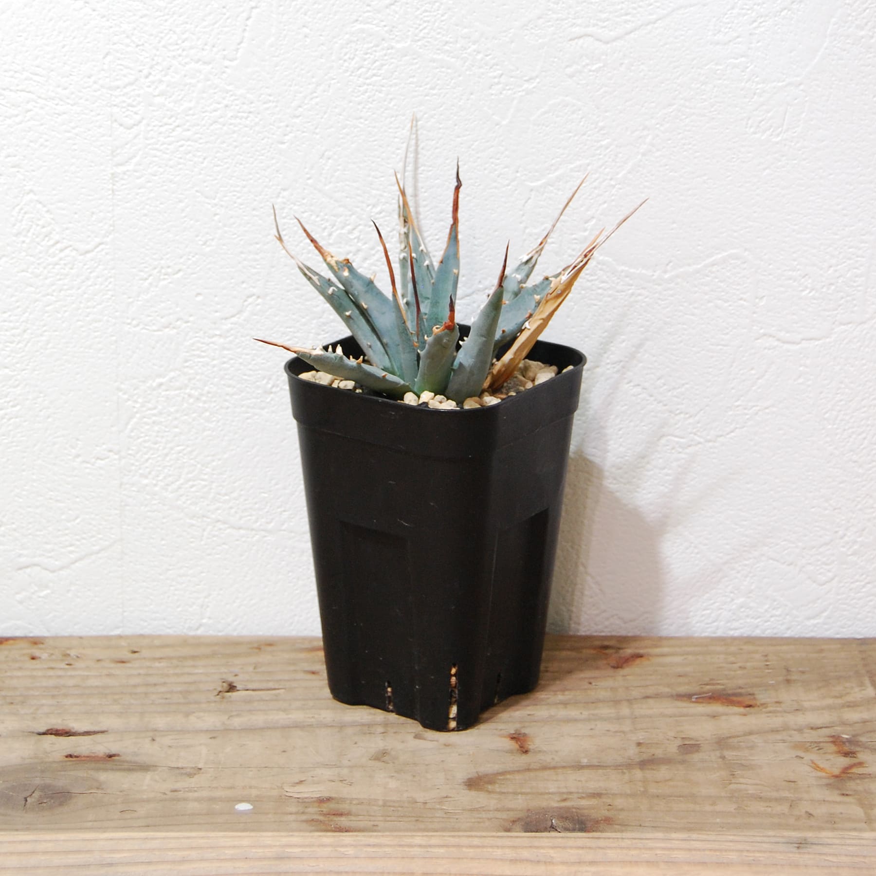 アガベ ユタエンシス エボリスピナ（US株） 034 – linkplants -リンク