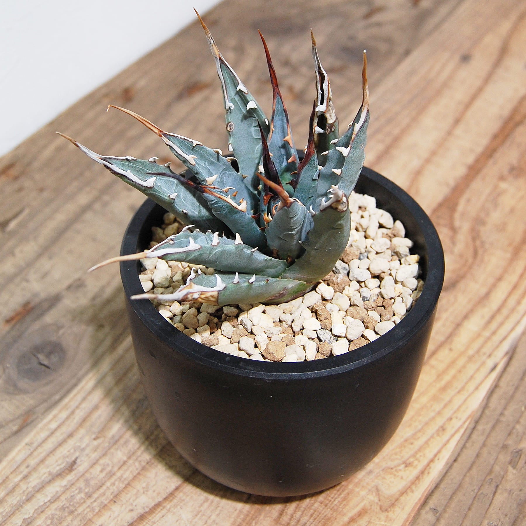 アガベ ユタエンシス エボリスピナ（US株） OS08 – linkplants -リンク