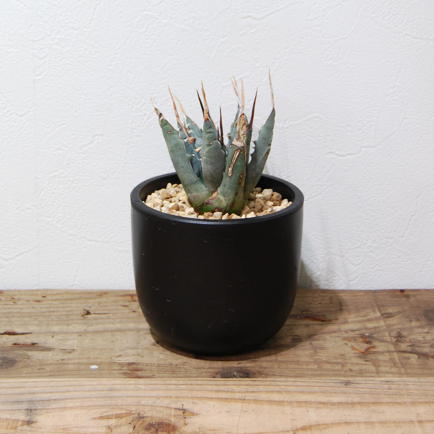 agave-utahensis-eborispina-os8