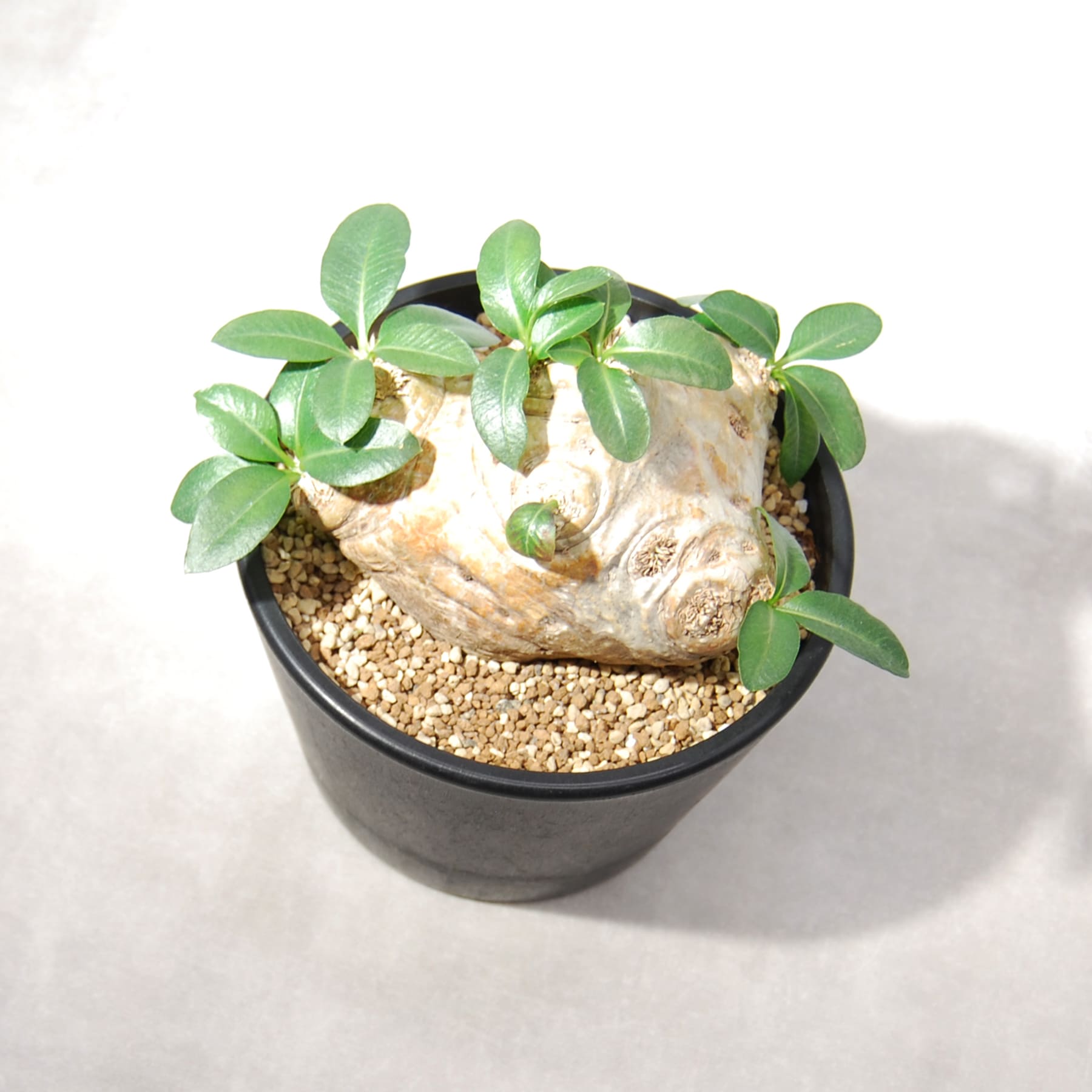 パキポディウム・ブレビカウレ（恵比寿笑い）004 – linkplants -リンク