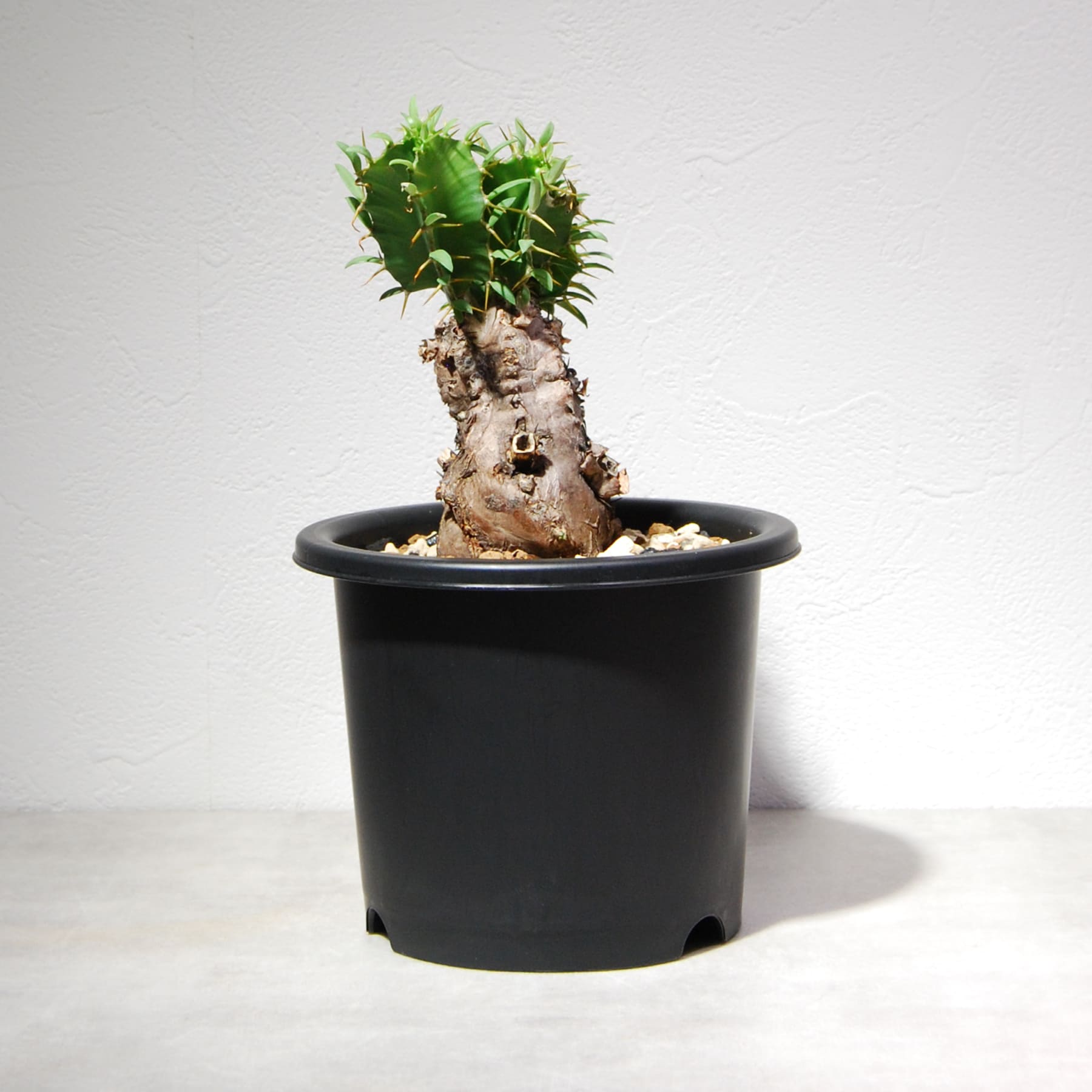 ユーフォルビア ムランジーナ 004 – linkplants -リンクプランツ-