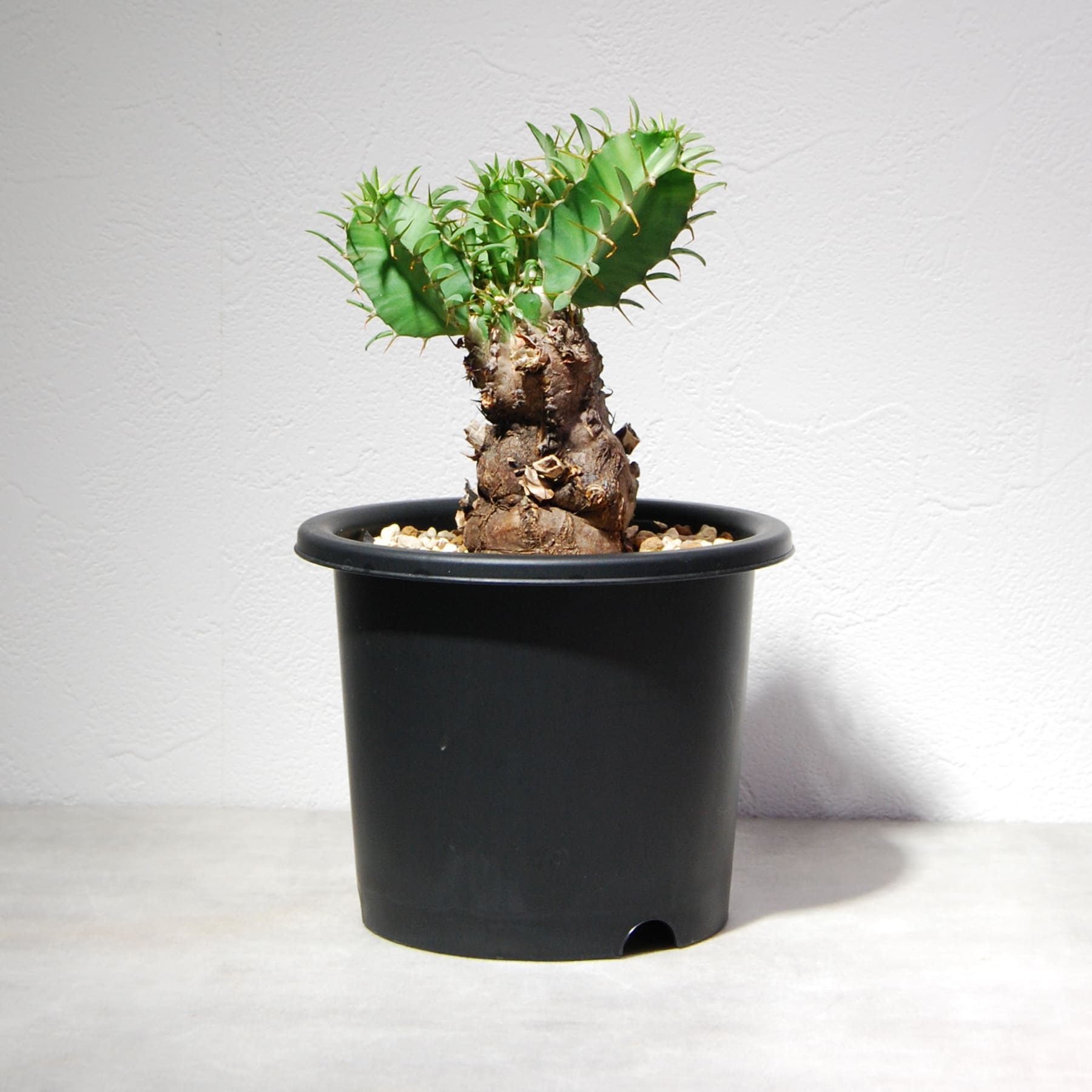 ユーフォルビア ムランジーナ 004 – linkplants -リンクプランツ-