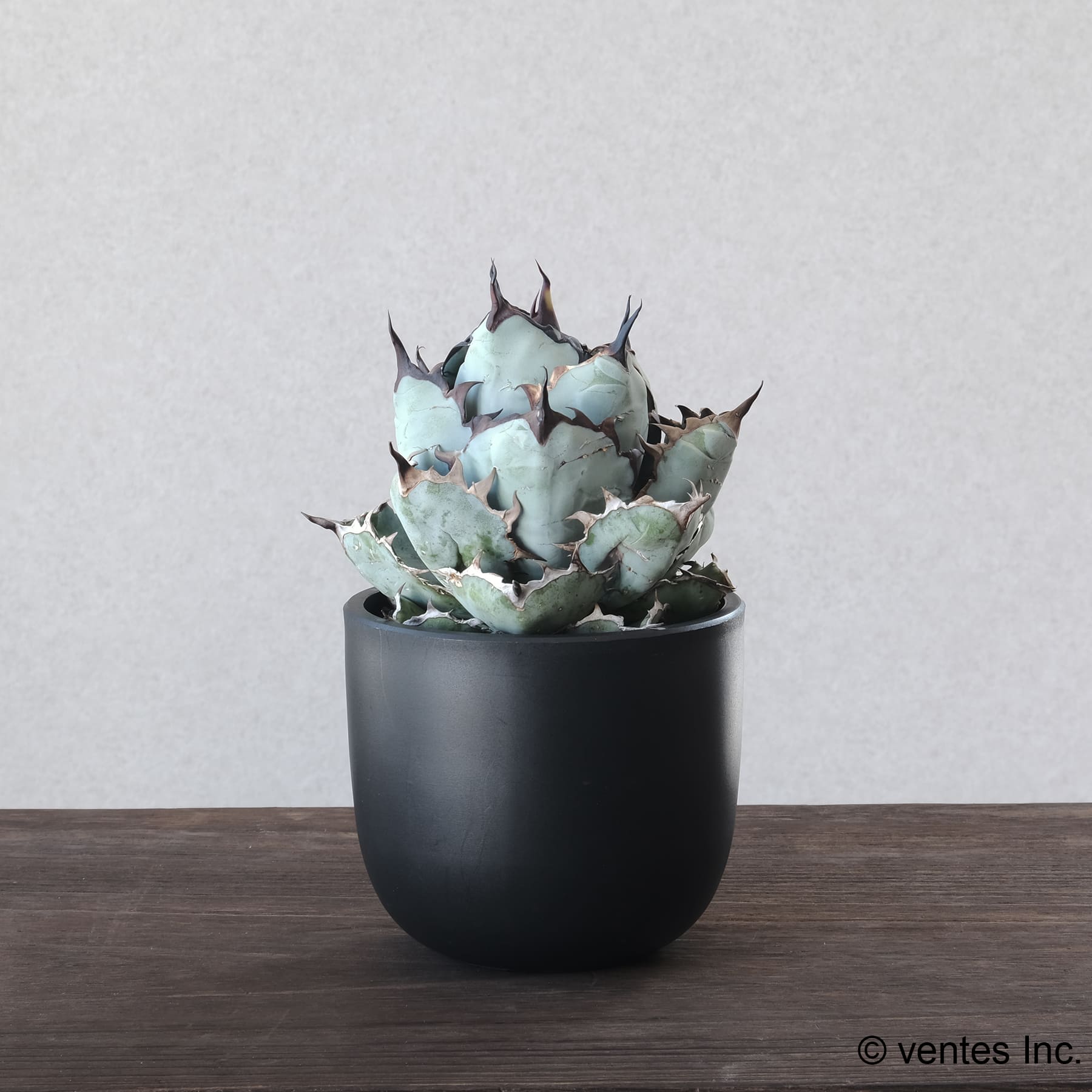 Plastic Pot「BowlLong」Size6 Maceta（マセタ）プラ鉢 – linkplants