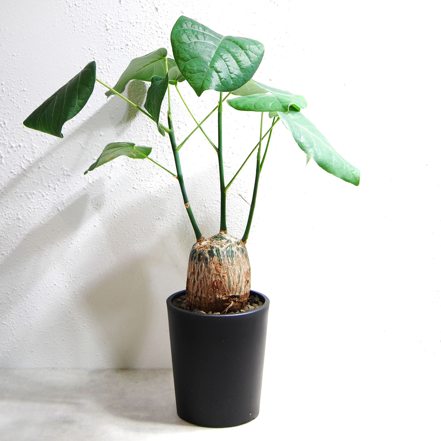 プセウドボンバックス エリプティクム 039 – linkplants -リンクプランツ-