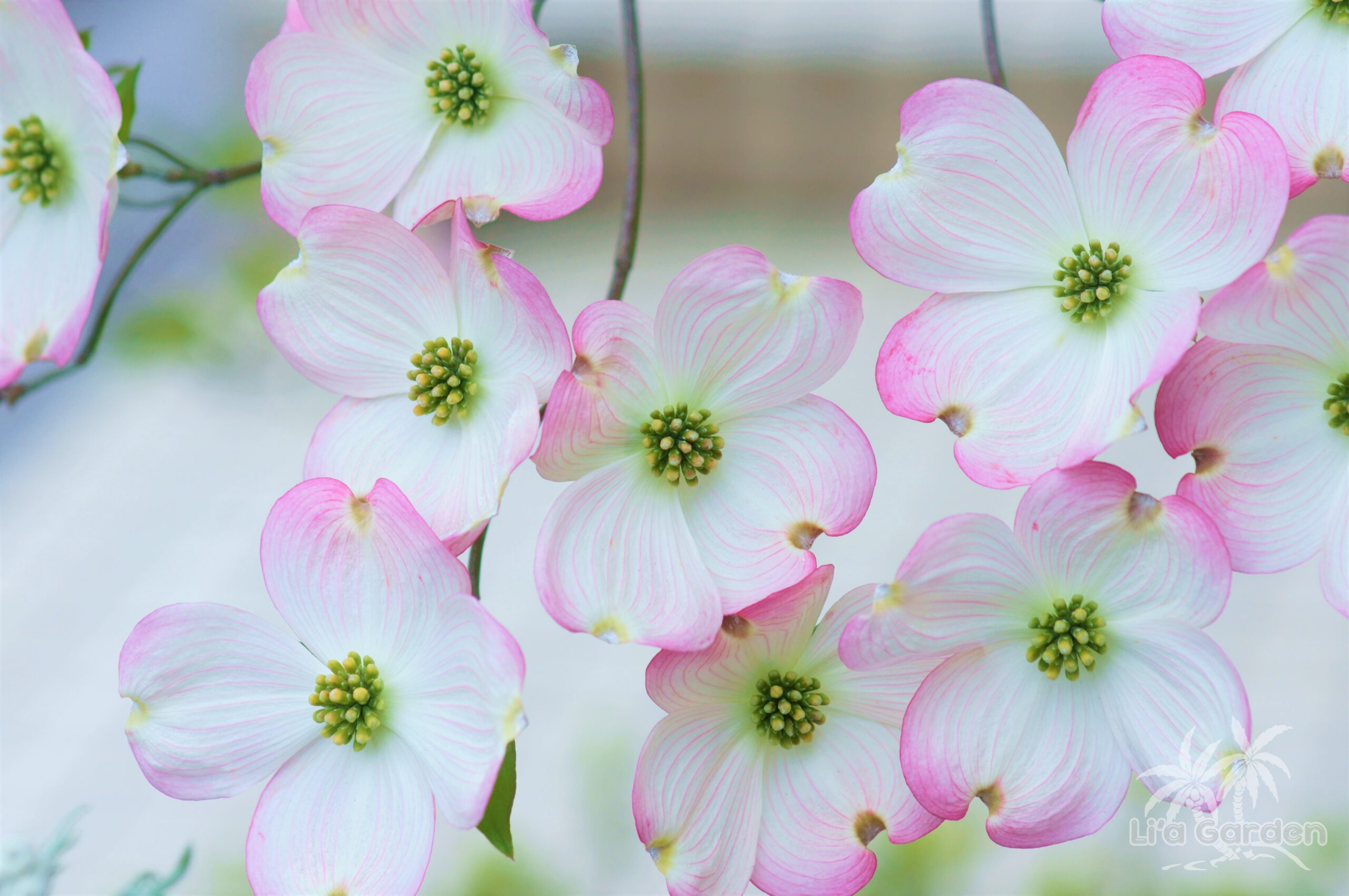 メインツリー】 ハナミズキ Cornus florida 〈落葉広葉樹〉 | リアガーデン