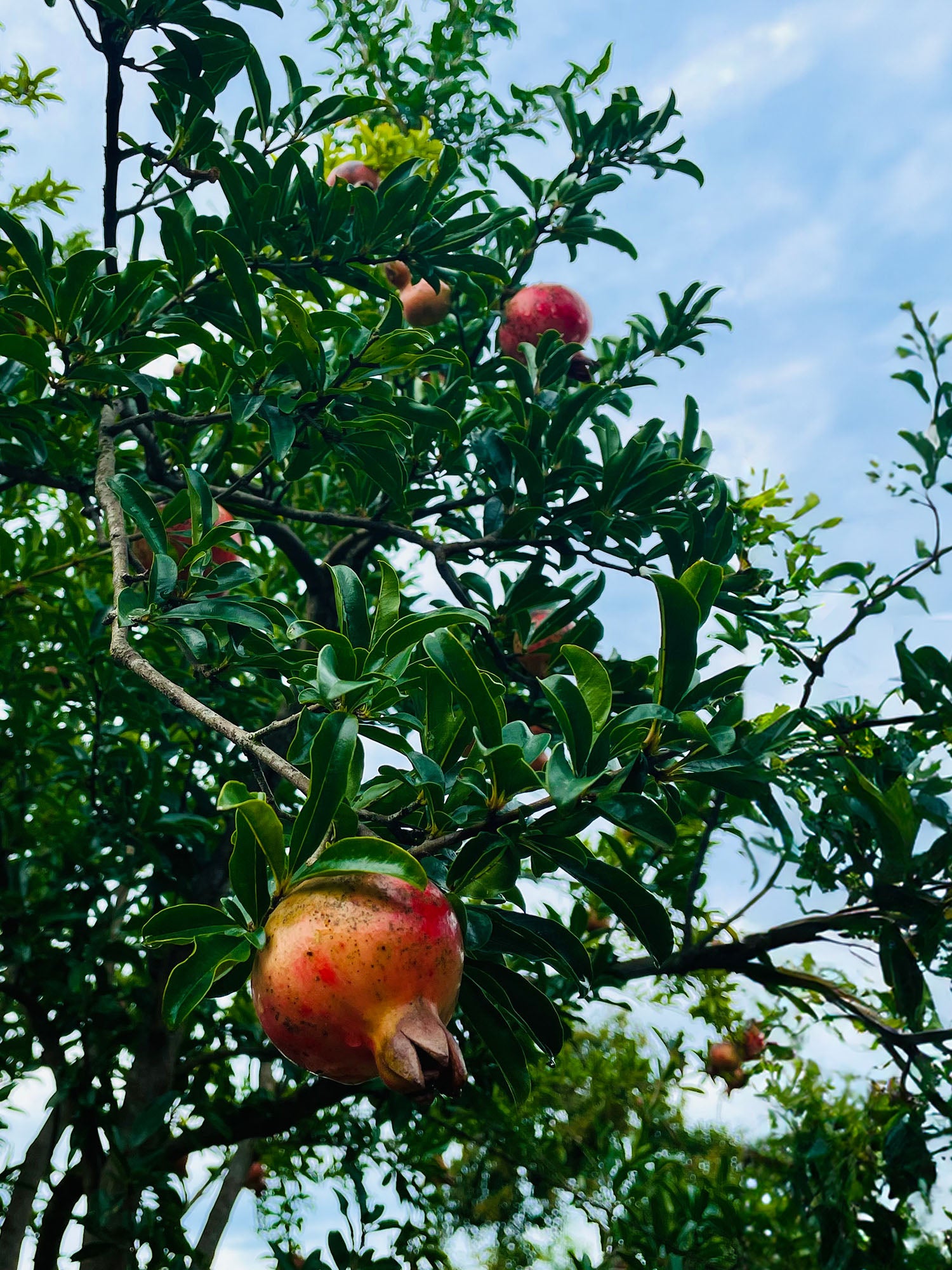 柘榴 w145cm 100%linen — LISETTE