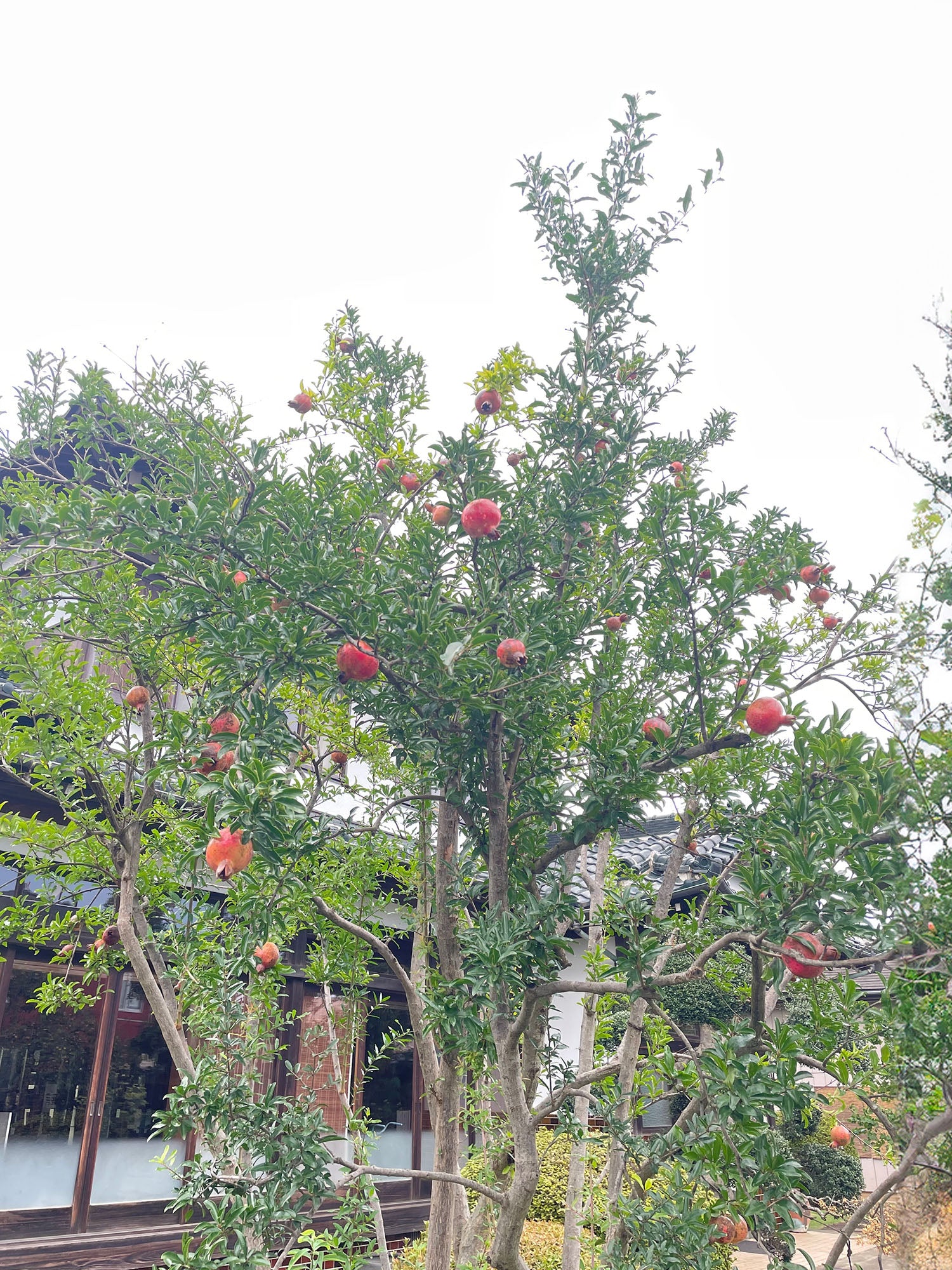 柘榴 w145cm 100%linen — LISETTE