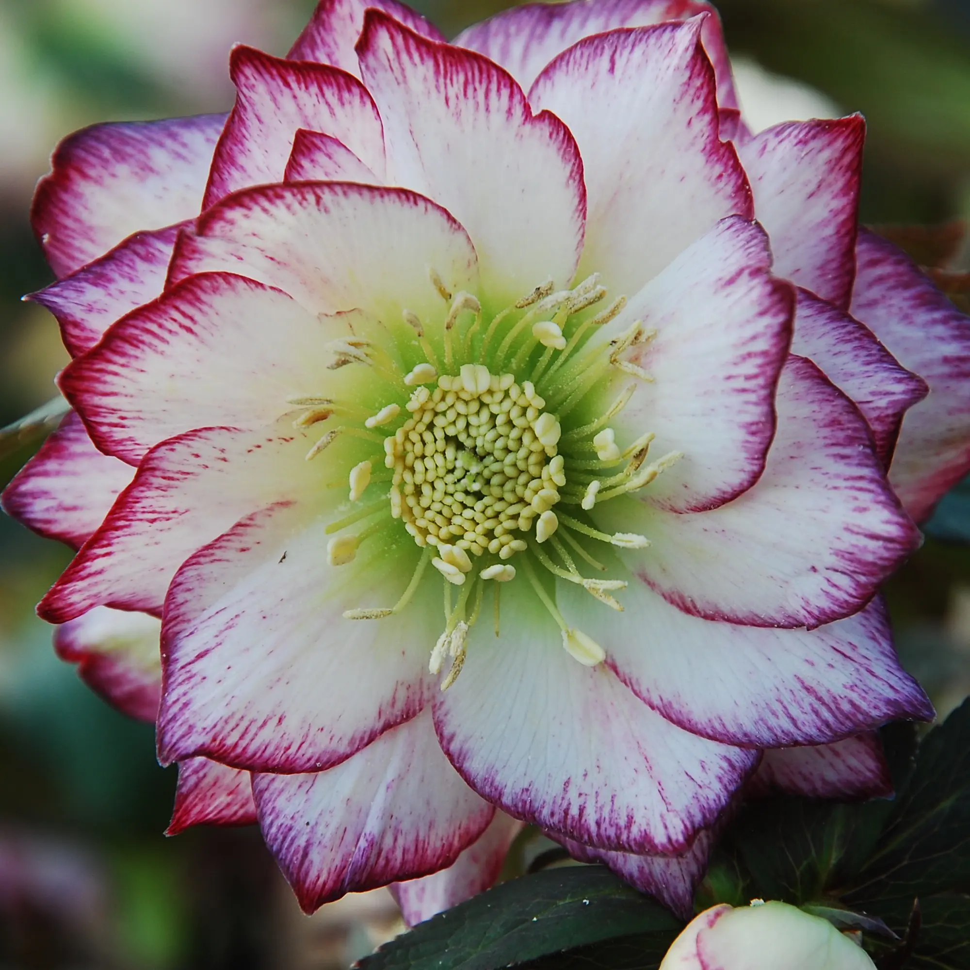 Helleborus Winter Jewels® 'Rose Quartz' - Hellebore (1 Gallon)