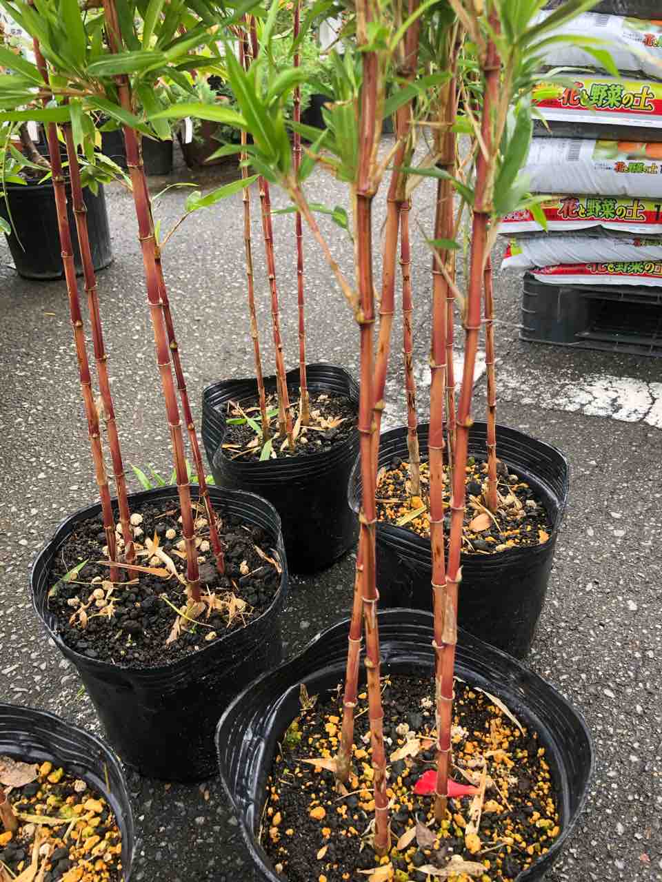 朱竹 入荷 南坊園一宮市 : 南坊園のブログ