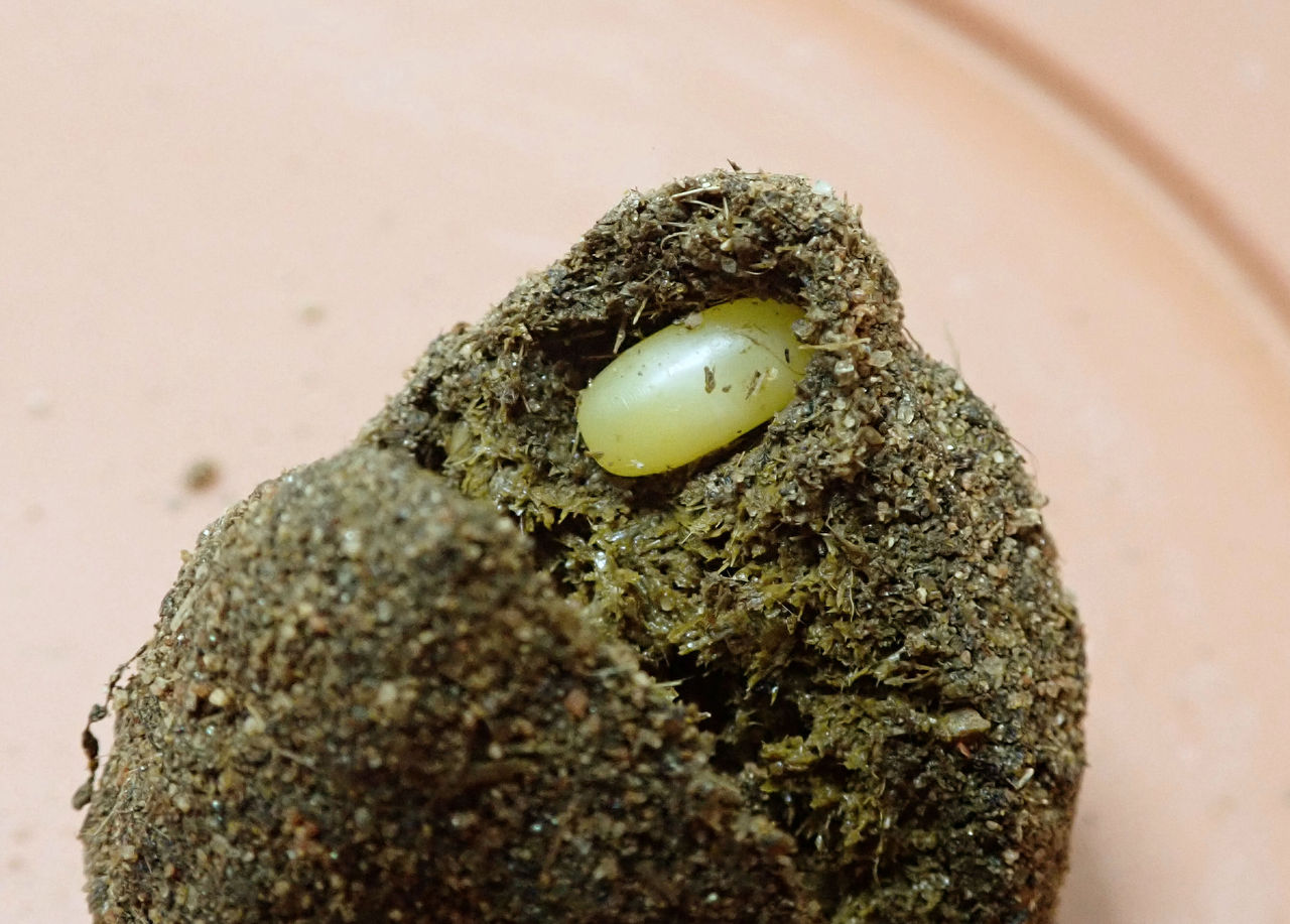 デカい！タマオシコガネの卵 : むしむしブログ