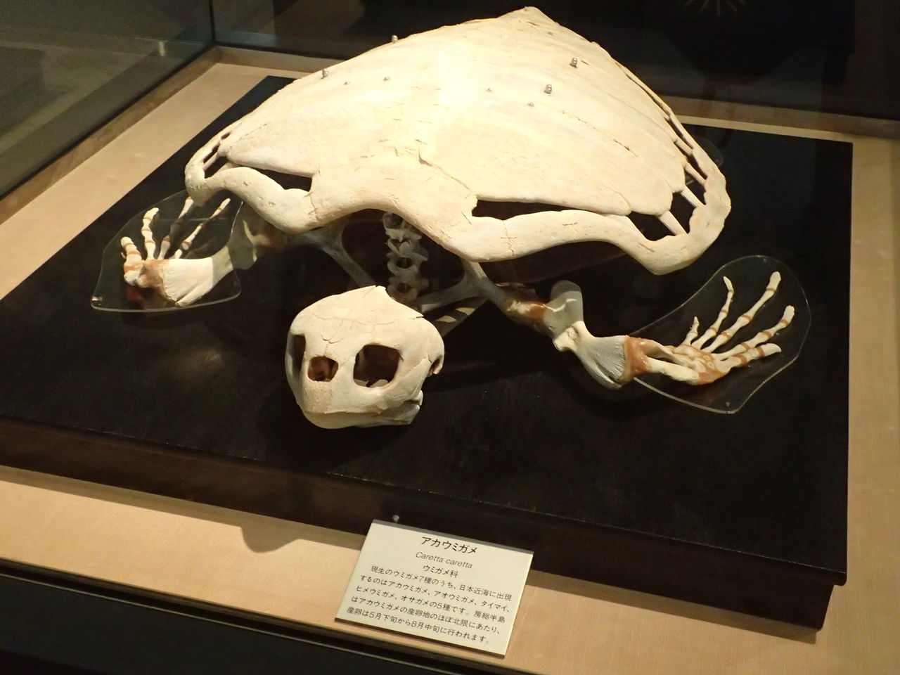 アカウミガメの頭骨、頸椎、クチバシ m74955998442_1.jpg?1725193267