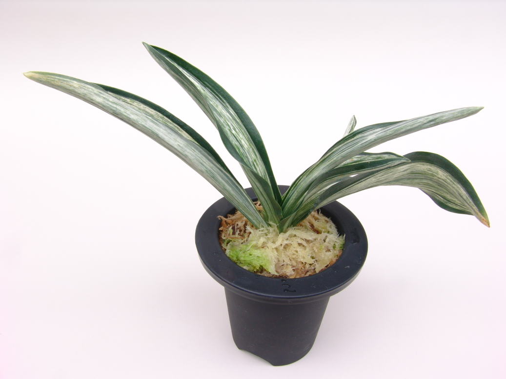 おもと品種紹介 『根岸の松』 : 万年青の豊明園のblog