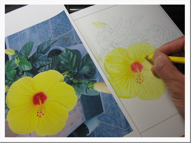 幸せの黄色いハイビスカス(色鉛筆画) 幸せの黄色いハイビスカス(色鉛筆