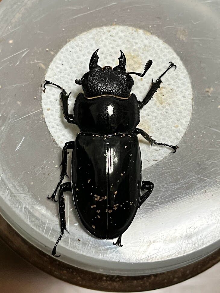 リノケロスフタマタクワガタ(スマトラ) 飼育記 : ででんね's Labo