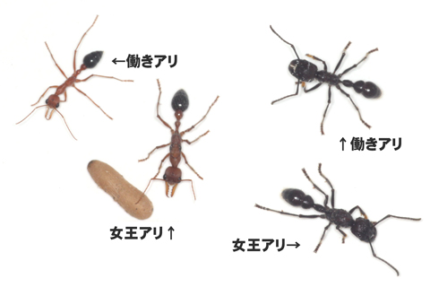 巨大ハリアリたち！ : ありんこ日記 AntRoom