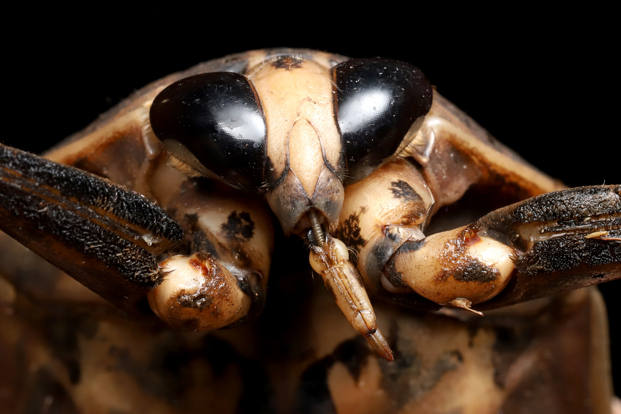 超巨大！ナンベイオオタガメ : ありんこ日記 AntRoom