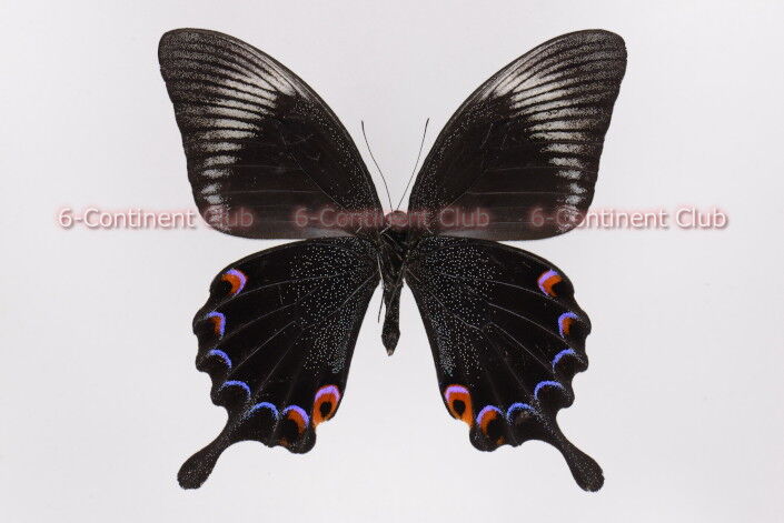 カルナルリモンアゲハ♂ (ボルネオ) Papilio karna carnatus : 京大蝶