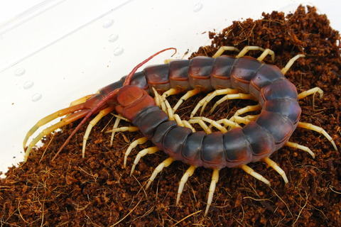 特大ペルビアンジャイアントセンチピード35cm 2枚目に完成品 希望金額