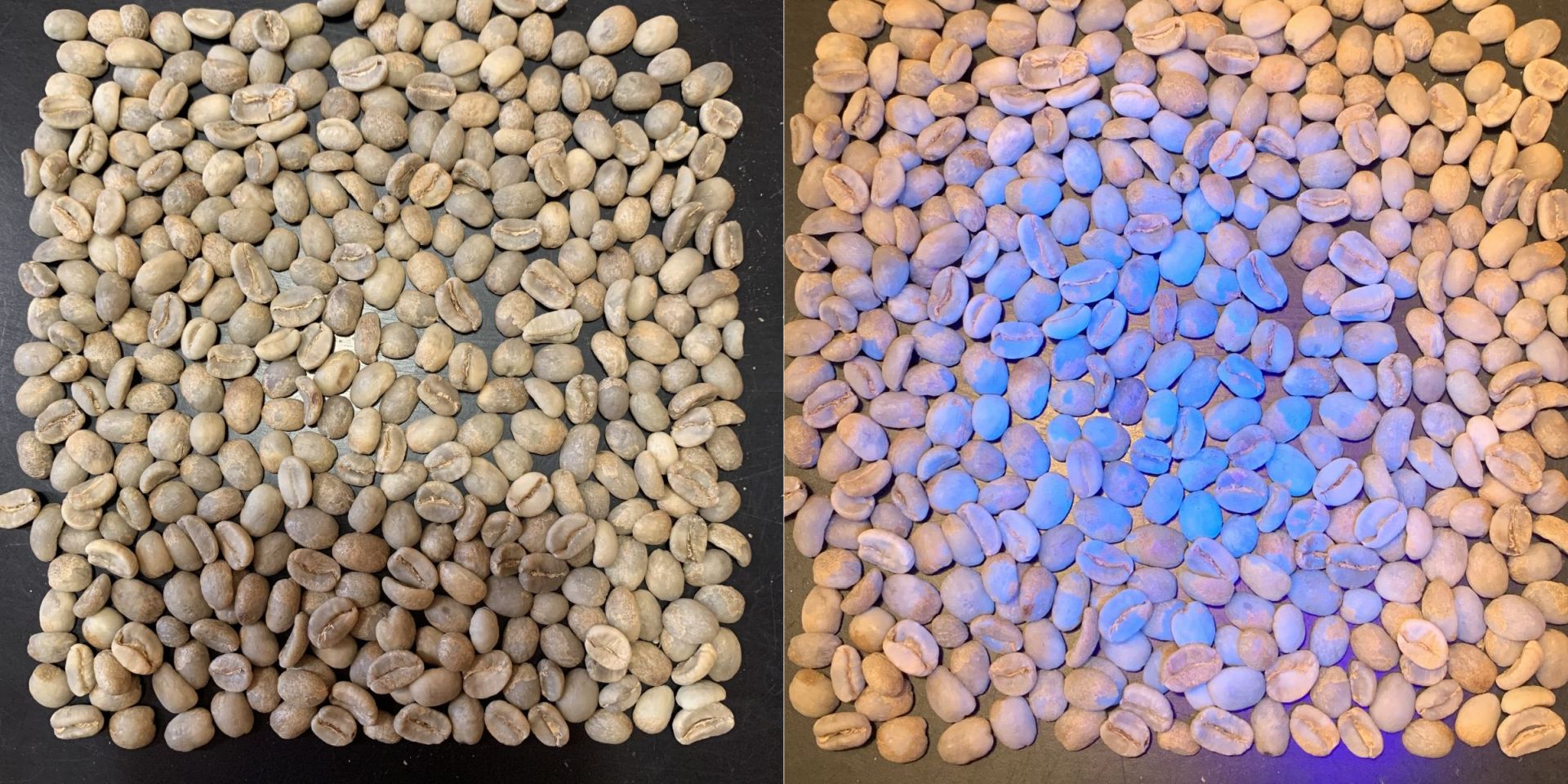 ブラックライトで光る生豆の正体 | KAZUHICOFFEE 珈琲焙煎＆科学的