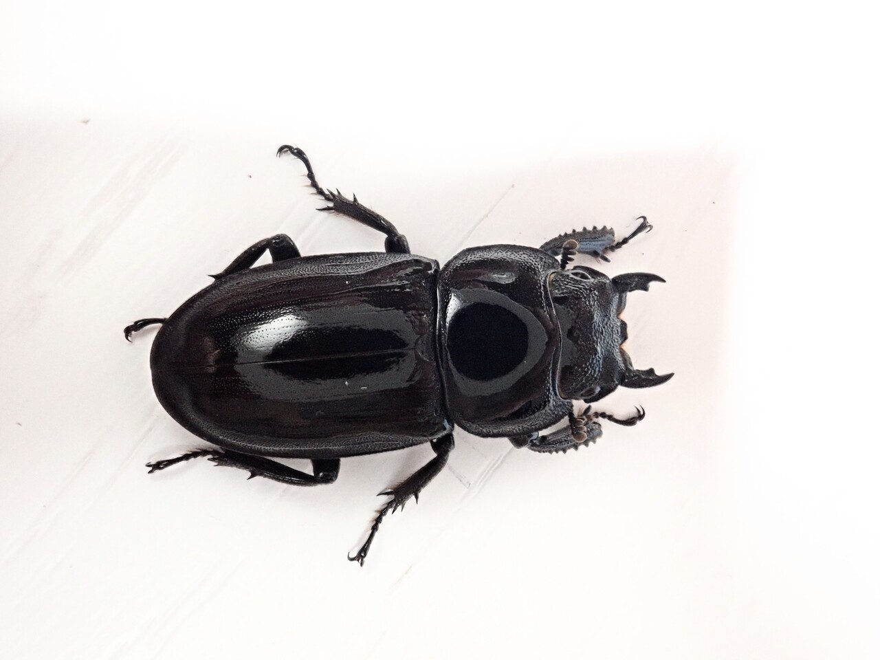 ハチジョウヒラタ（WF2）飼育記 : NEOの虫採りはいじゃんぷ