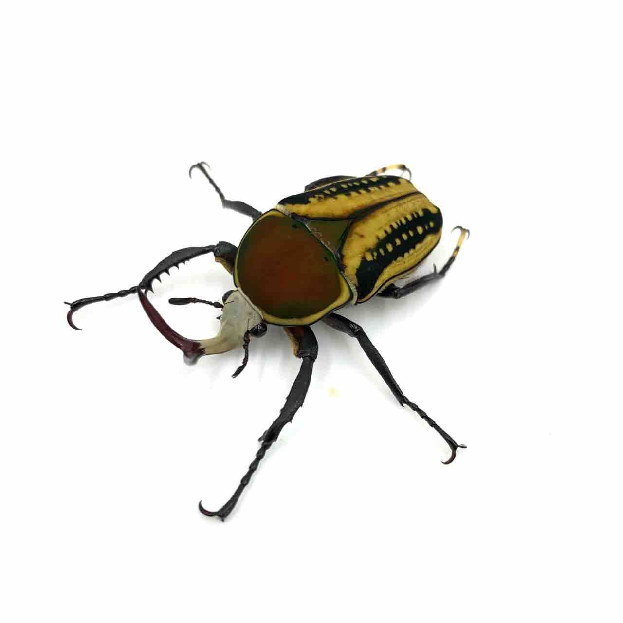 サスマタツノカナブン(M,Harrisi) : GOKUSAISHIKI