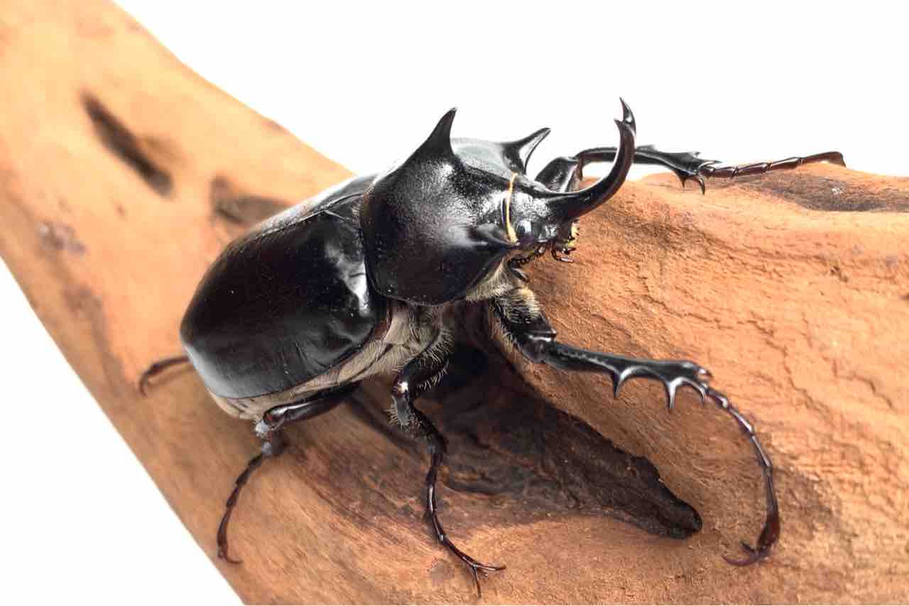 マルスゾウカブトが年中安いのは「金儲け層」が参入しにくいから