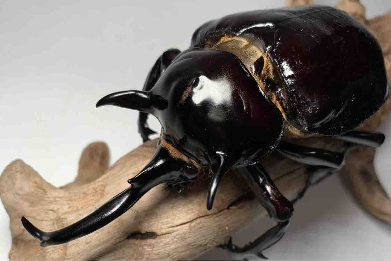 マルスゾウカブトが年中安いのは「金儲け層」が参入しにくいから