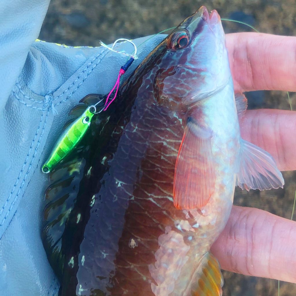 釣行記】りんたこさん監修ロッドのデビュー戦！―19月下美人AirAGS 68L